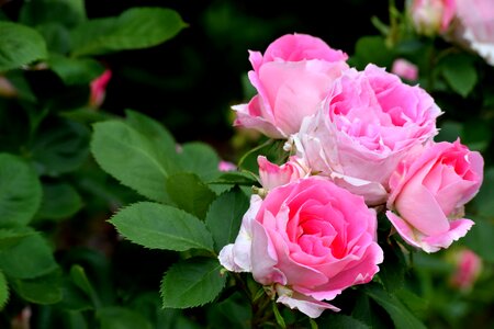 Elegant wedding flowers pink flowers photo