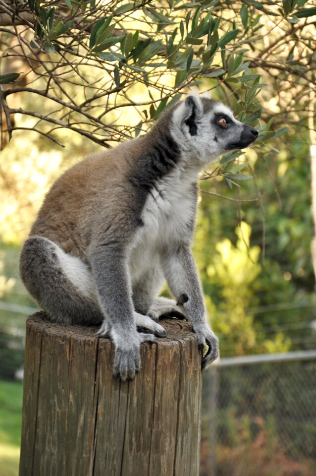 Nature zoo animals wildlife