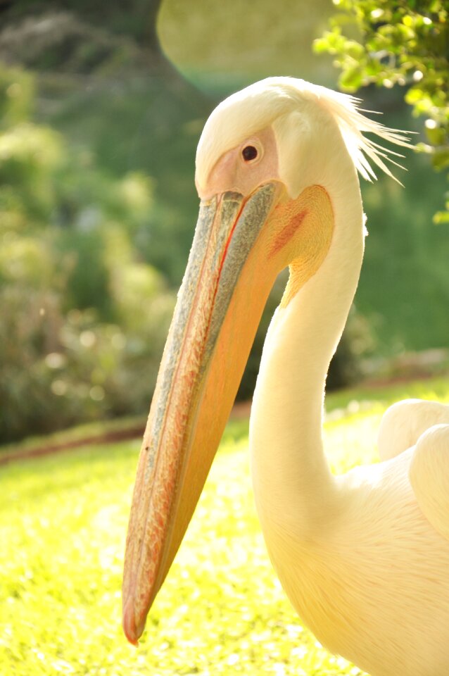 Feathers white beak