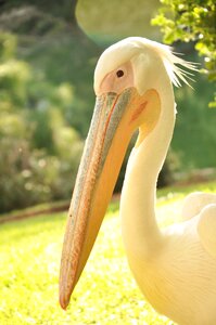 Feathers white beak
