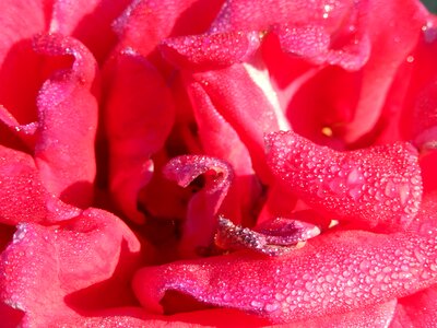 Red petals drops