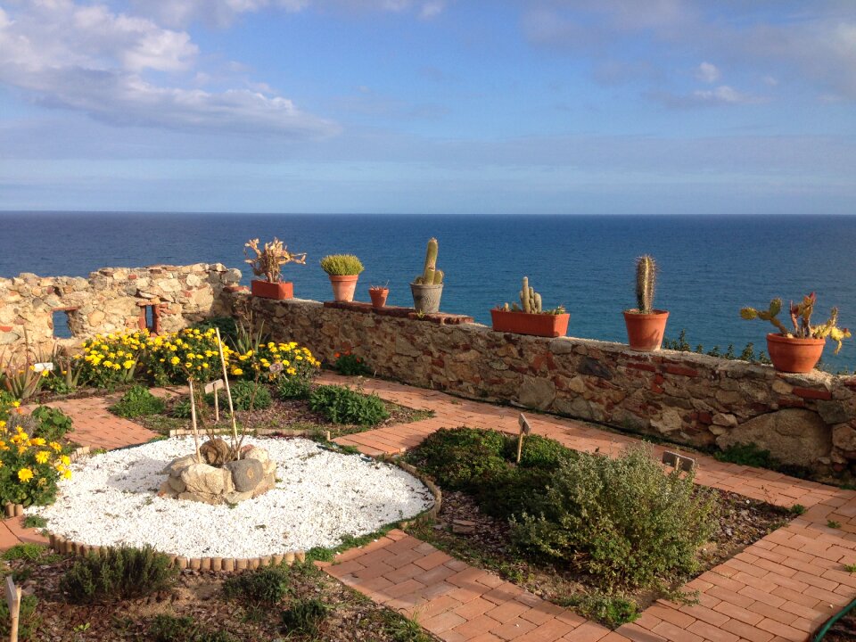 Plant mediterranean summer