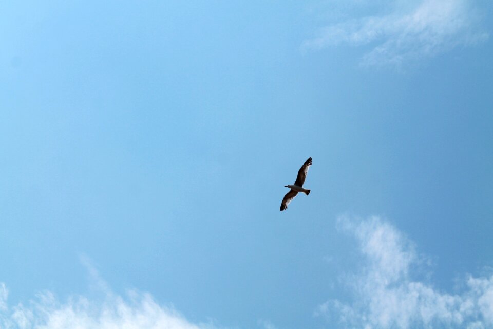 Open wings flight freedom