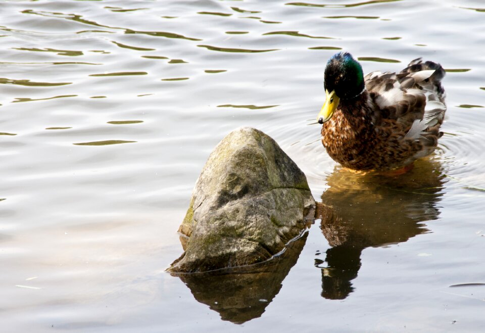Wildlife water bird lake