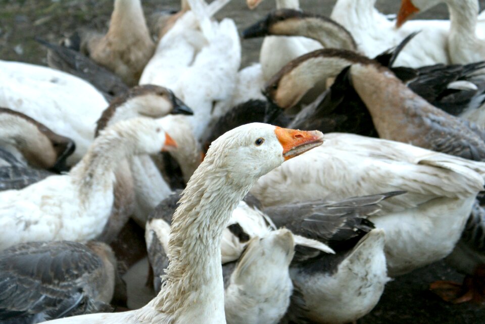 Farm poultry feather