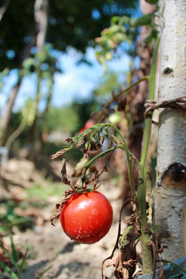 Garden summer vitamin