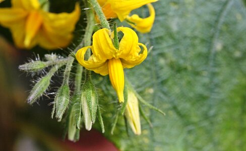 Closed fragrance hairy