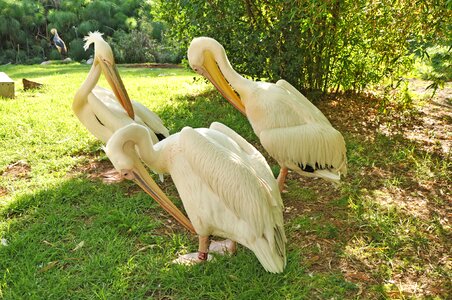 Feathers white beak