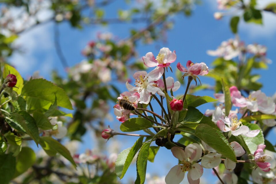 Spring color bee photo