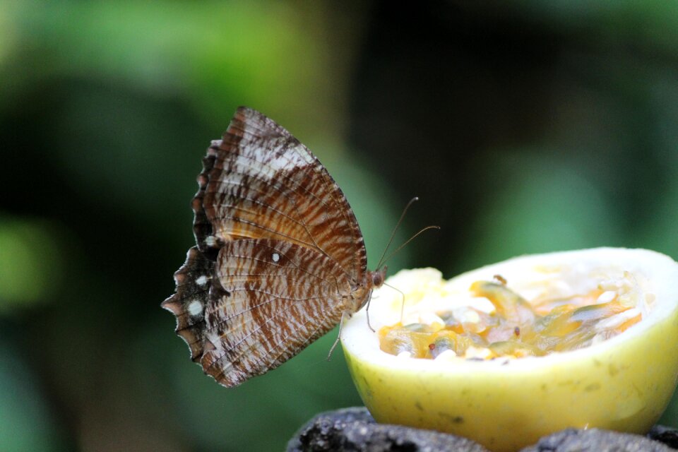 Butterfly on fruit vegetarian