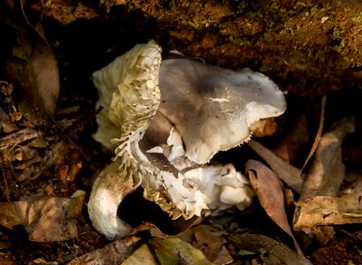 Mushrooms wet texture