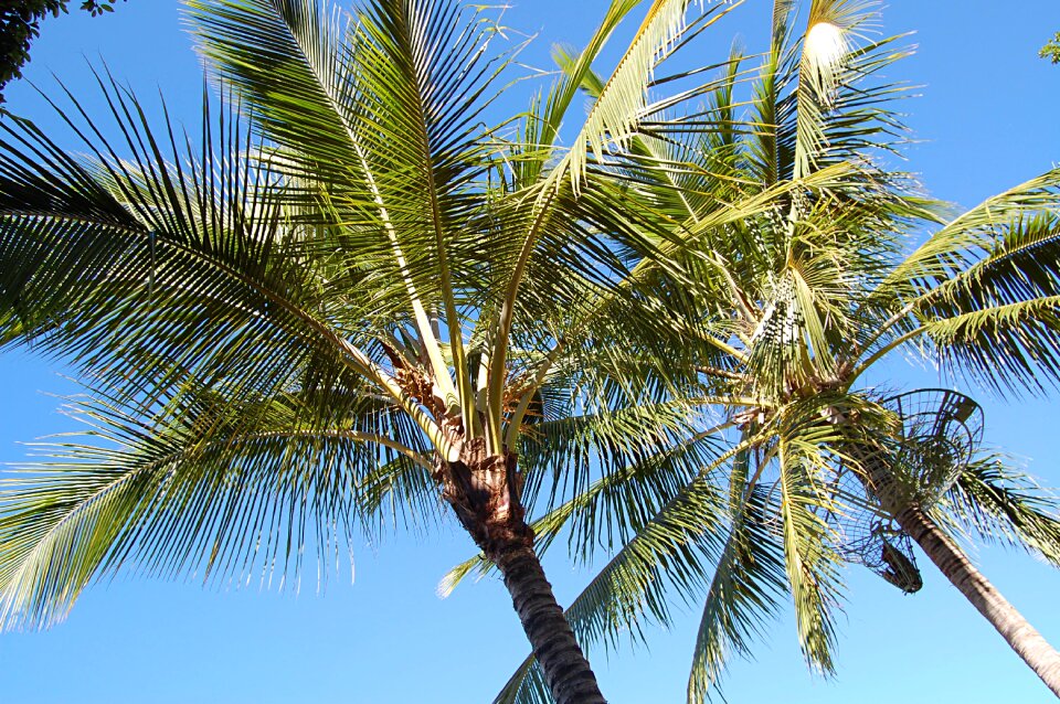 Summer australia frond