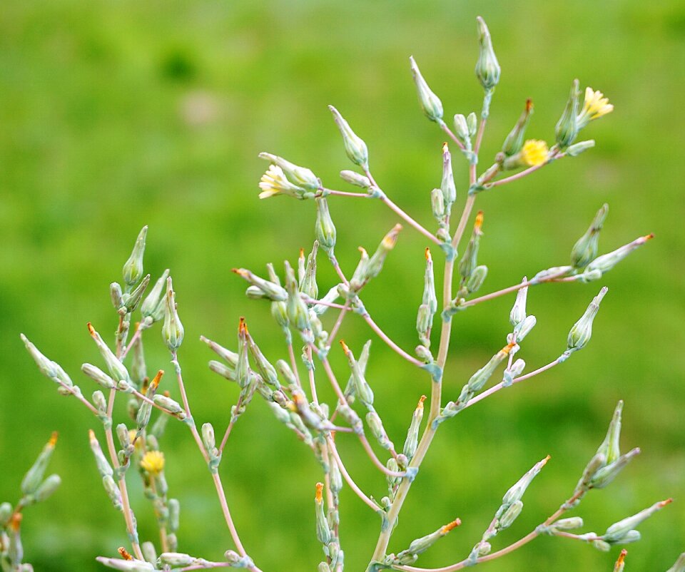 Bloom green yellow