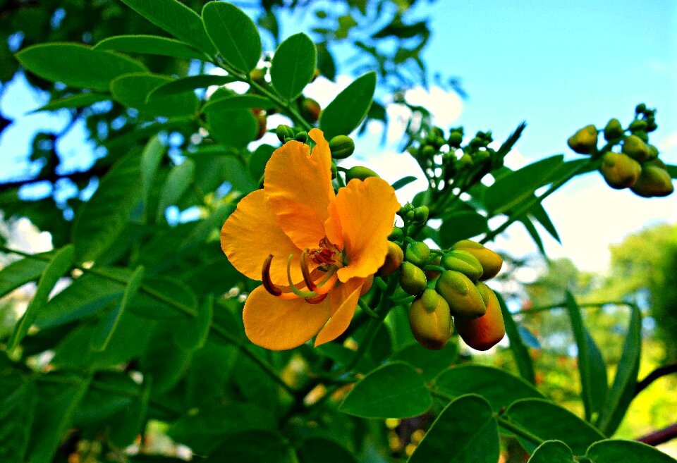 Stamen foliage yellow flower