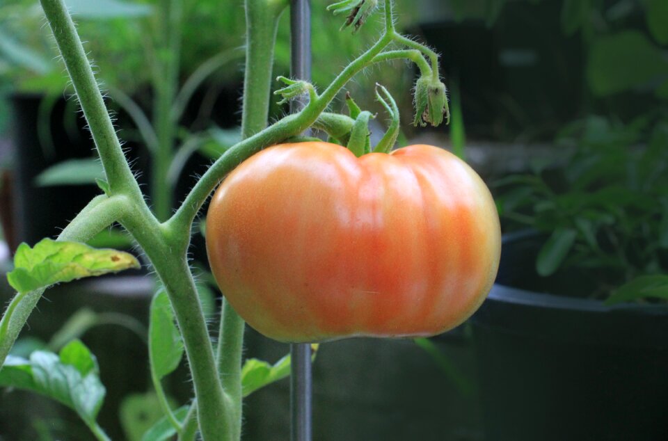 Plant garden ripening