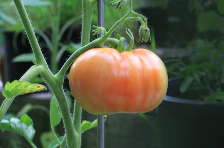 Plant garden ripening