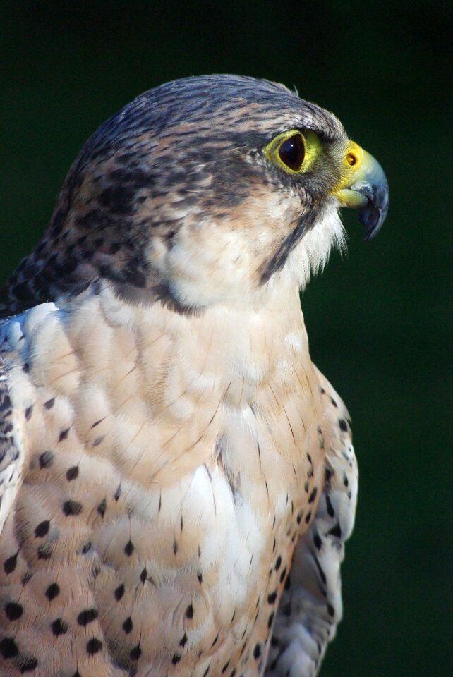 Bird of prey head animal