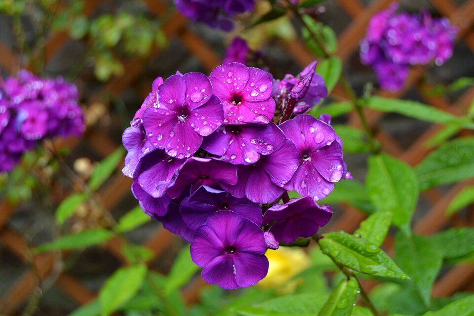 Rain spring blue star