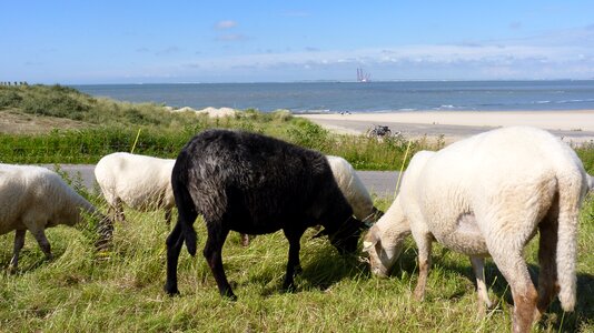 Dune coastal vegetation nature