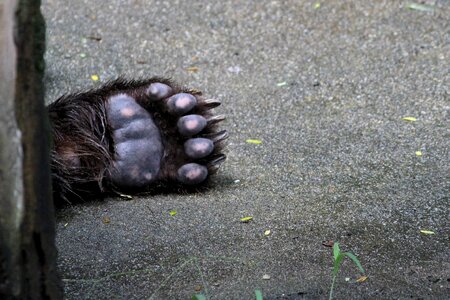 Animal foot