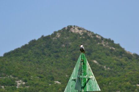 Seagull outdoors summer