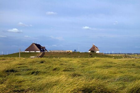 Salt meadow coast hallig