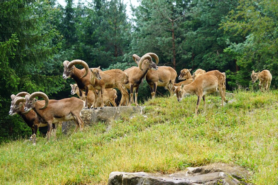 Ungulate paarhufer ovis musimon gmelini