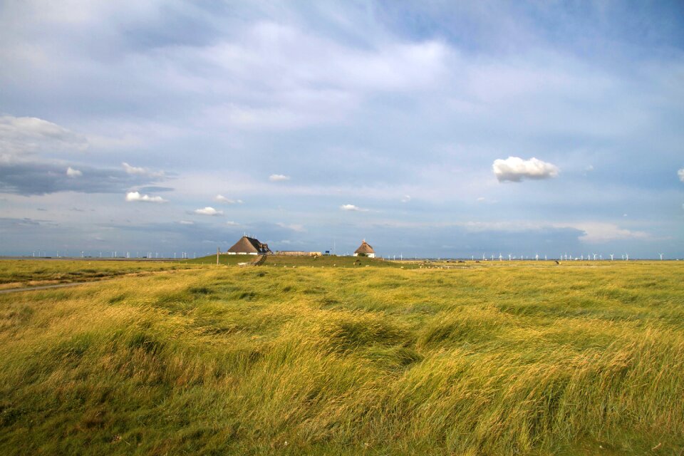 Salt meadow coast hallig