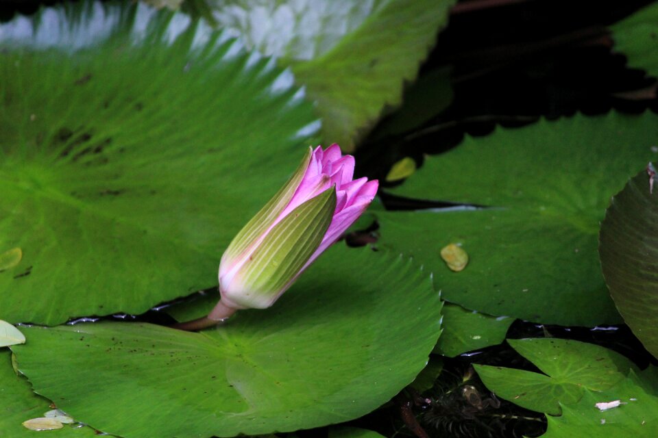 Water lily lotus pond