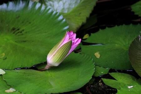 Water lily lotus pond