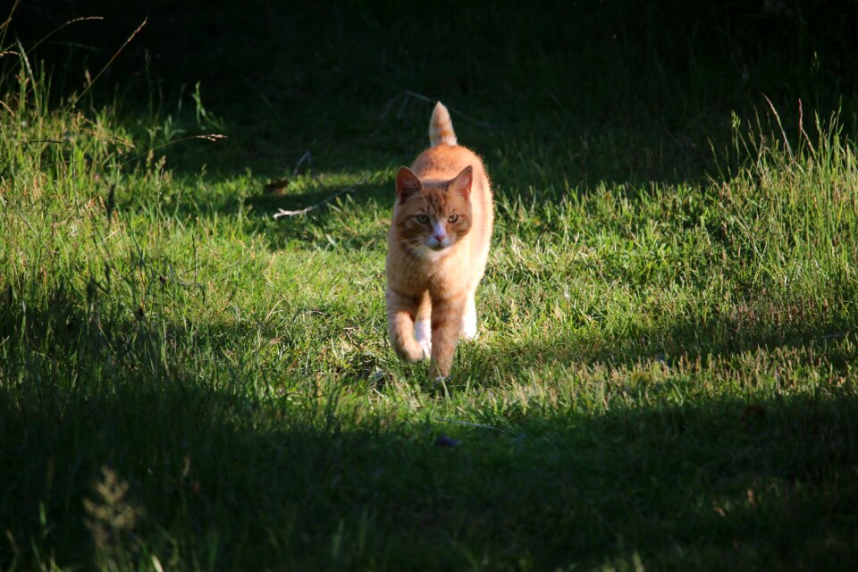 Cat garden pet