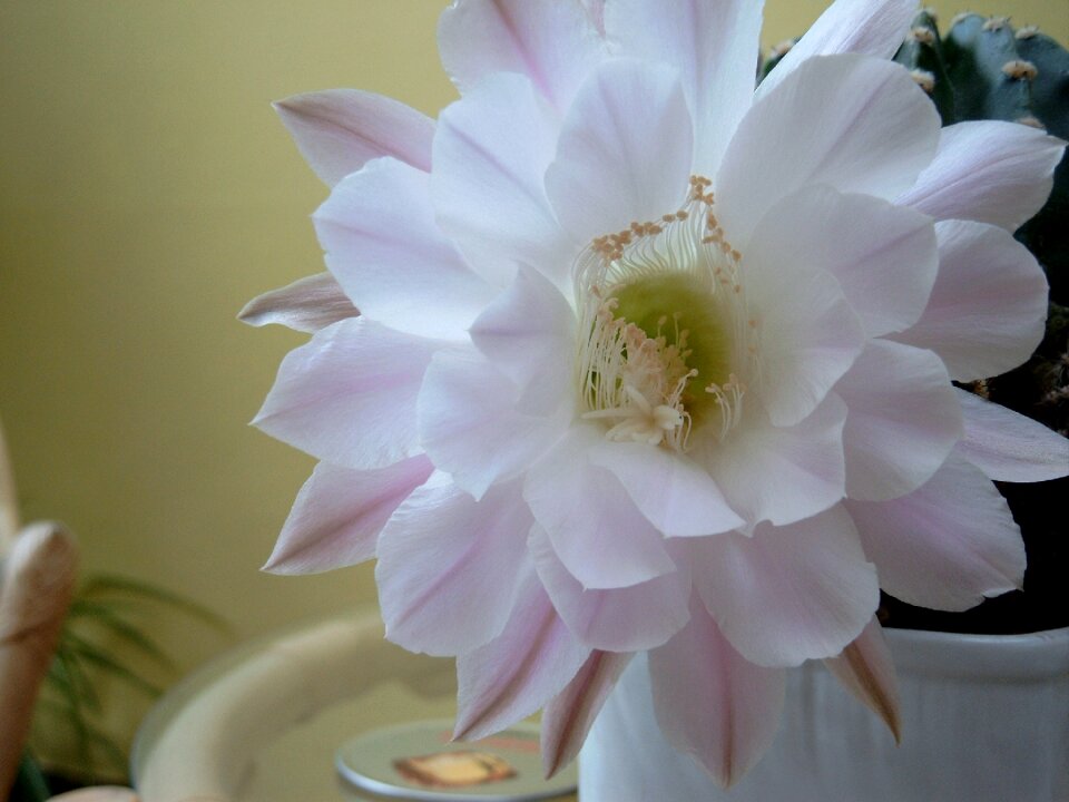 Flower cactus flowers nature