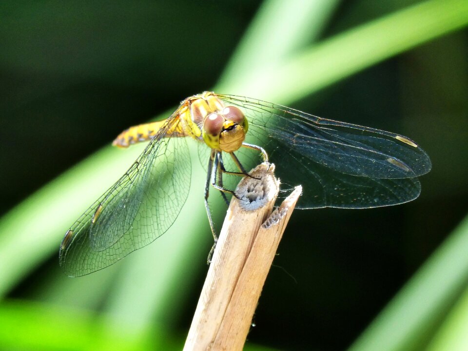 Yellow dragonfly cordulegaster boltonii stem