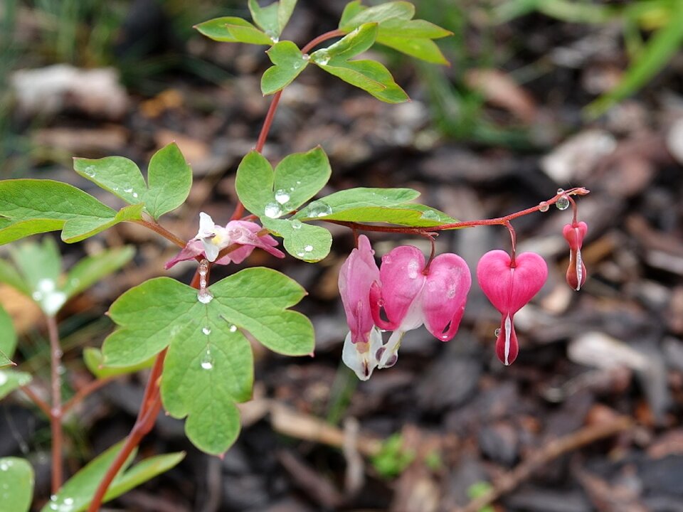 Nature flowers pink flowers