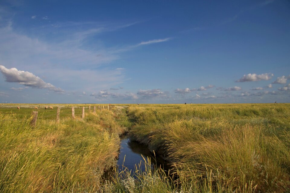 Salt meadow coast hallig