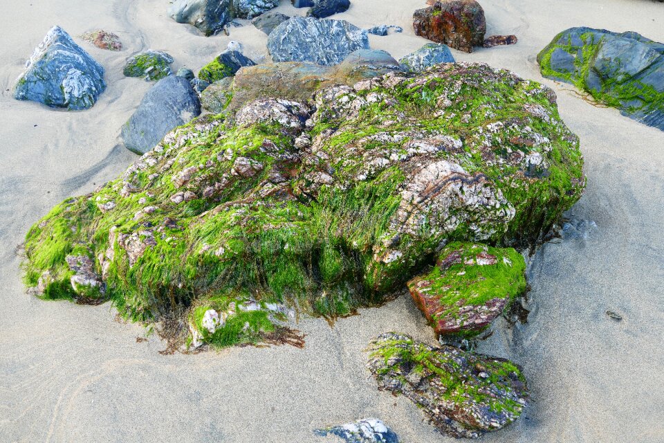 Moss seaweed nature