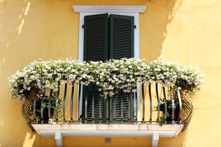 Plant balcony plants italy photo