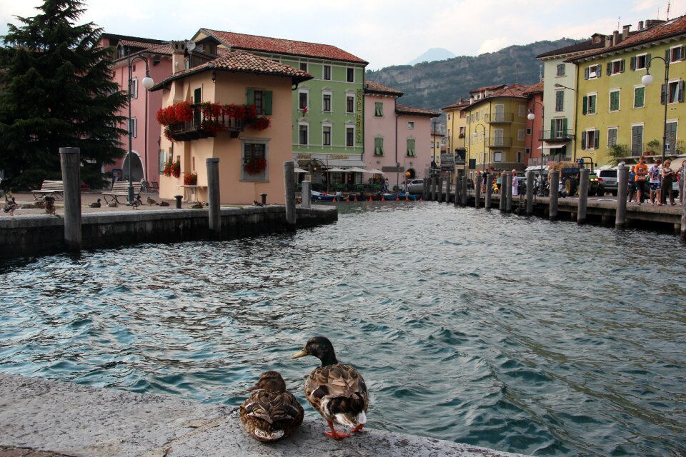 Ducks garda architecture