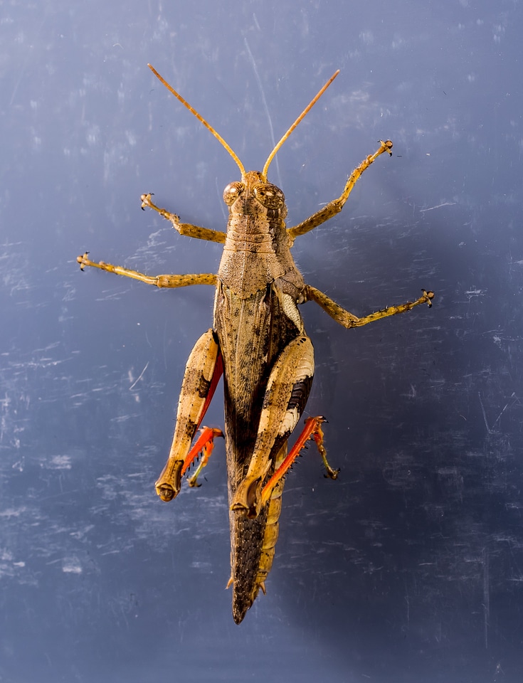 Scare chitin close up