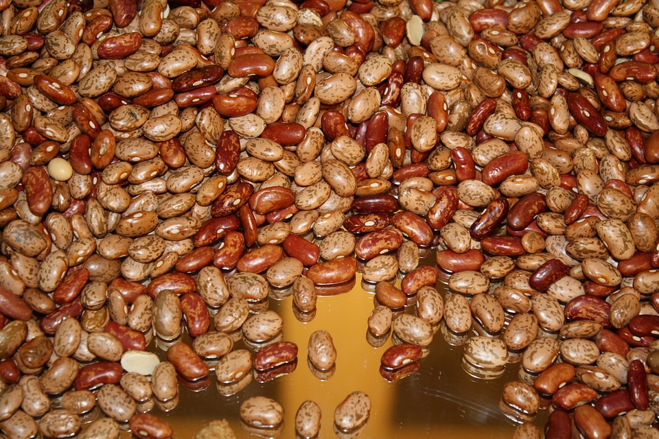 Legumes beans seeds seeds