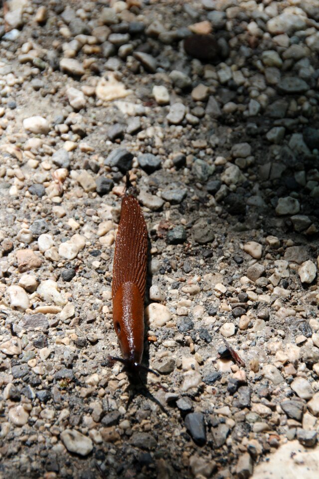 Crawl mollusk brown