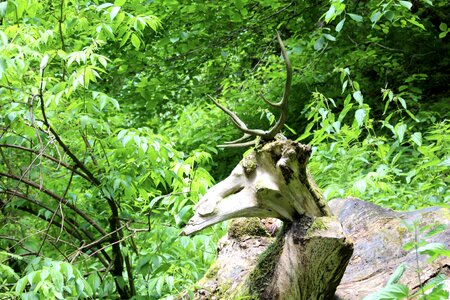 Sculpture figure nature