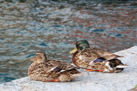 Couple drake water bird photo