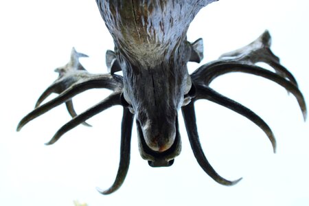 Antler figure art