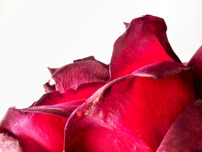 Bloom rose blooms pink rose