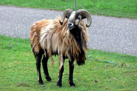Horns ram animal portrait