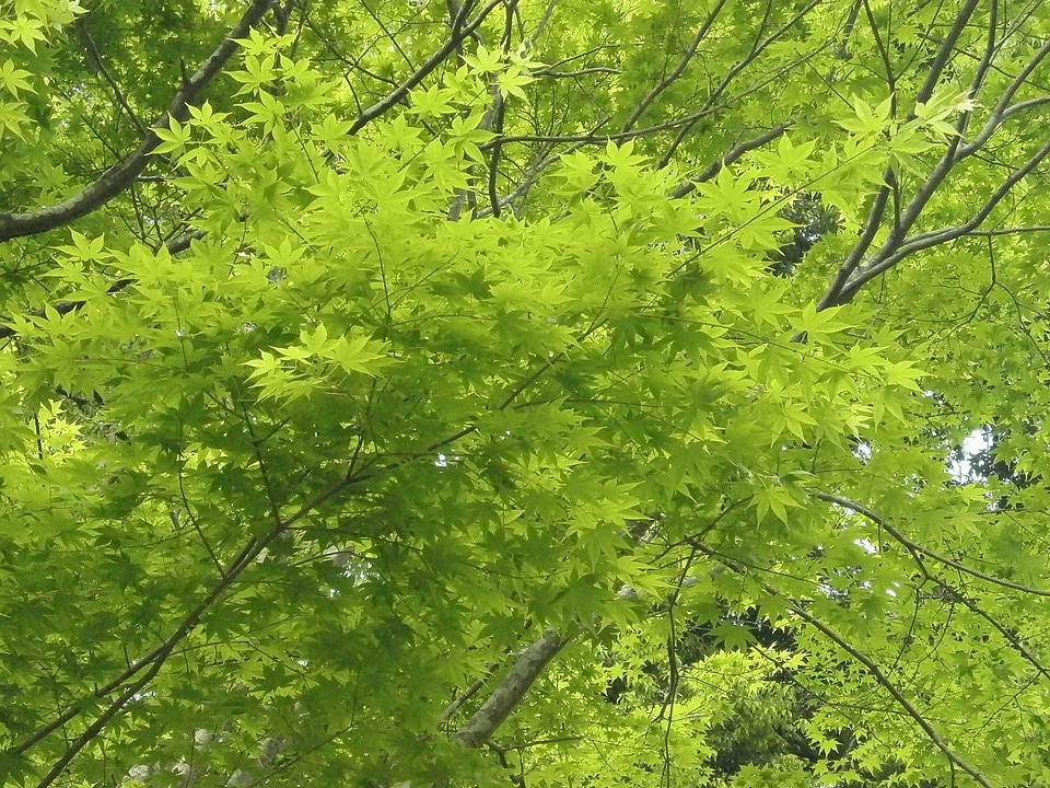 Fresh green maple leaf arboretum