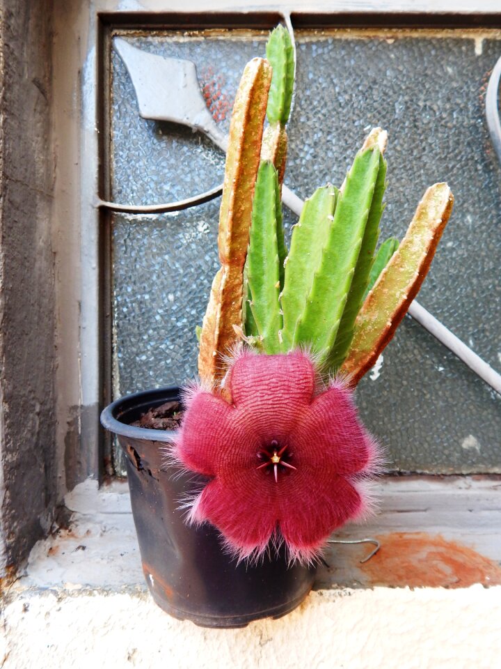 Cactus cactus flower red