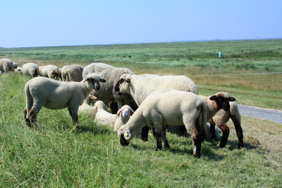 Nordfriesland deichschaf infrastructure