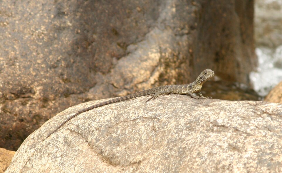 Lizard animal australia